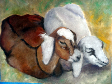 two goats snuggled together 