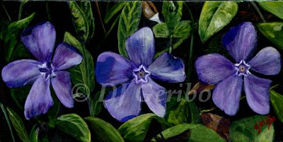 common-periwinkle-flowers-painting-by-artist-dj-geribo.jpg