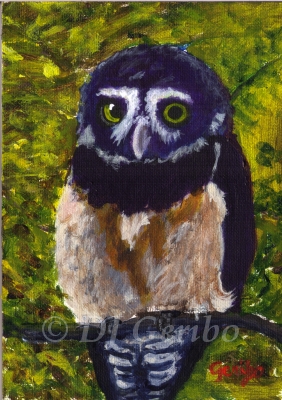spectacled-owl-painting-by-artist-dj-geribo.jpg